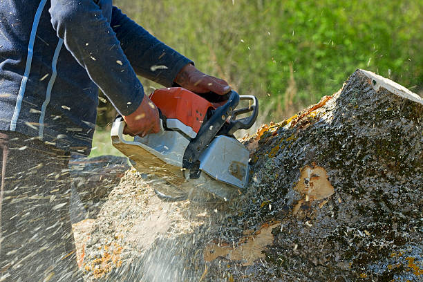  Orchard Hills, PA Tree Services Pros